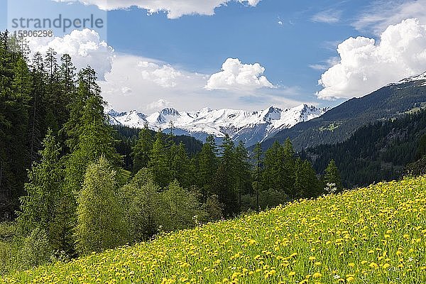 Gelb blühende Wiese mit schneebedeckten Bergen im Hintergrund  Bergün  Albulapassstrasse  Kanton Graubünden  Schweiz  Europa