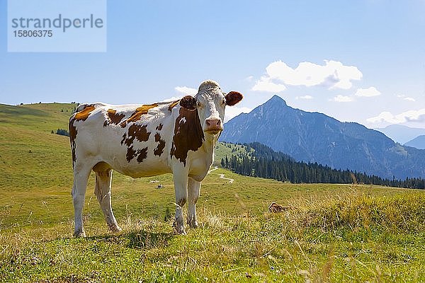 Almlandschaft  Kuh auf der Weide  Postalm  Salzkammergut  Bundesland Salzburg  Österreich  Europa