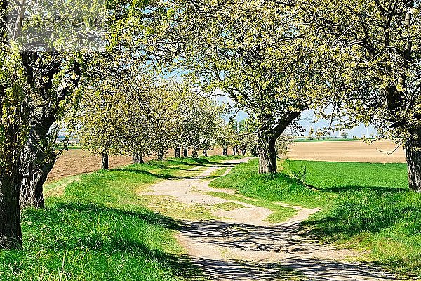 Kulturlandschaft  Feldweg mit blühenden Kirschbäumen (Prunus) durch Felder im Frühling  blauer Himmel mit Wolken  bei Sandersleben  Sachsen-Anhalt  Deutschland  Europa