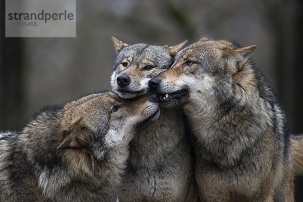 Grauwolf (Canis lupus)  Kempfeld  Reimland-Pfalz  Deutschland  Europa
