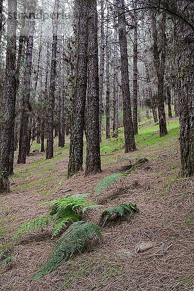 Wald mit Kanarenkiefer (Pinus canariensis)  Hochformat  La Palma  Kanarische Inseln  Spanien  Europa