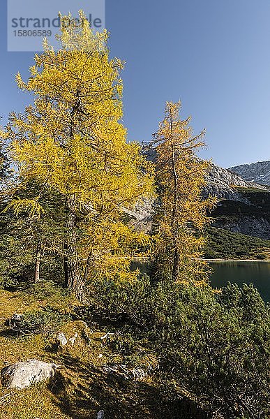 Gelbe Lärchen in Herbstfärbung am Seebensee  Ehrwald  Ehrwald  Mieminger Kette  Tirol  Österreich  Europa