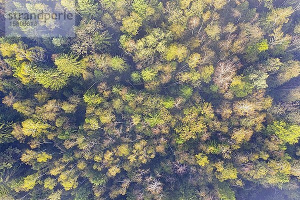Herbstlicher Mischwald mit Birken und Fichten von oben  bei Geretsried  Drohnenaufnahme  Oberbayern  Bayern  Deutschland  Europa