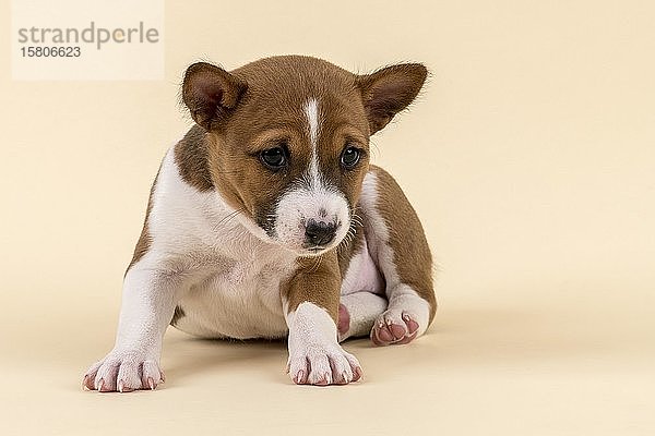 Basenji oder Kongo Terrier (Canis lupus familiaris)  Jungtier  6 Wochen  rot/weiß  geduckt  von vorne  Studioaufnahme mit sandfarbenem Hintergrund  Österreich  Europa