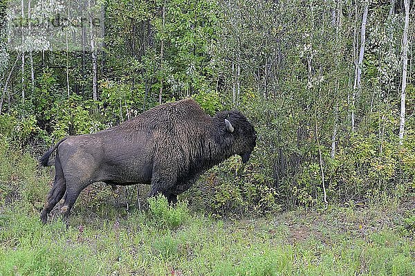 Nordamerikanischer Waldbison (Bison bison athabascae)  männlich  am Waldrand stehend und Äste fressend  Liard Trail  Nordwest-Territorien  Kanada  Nordamerika