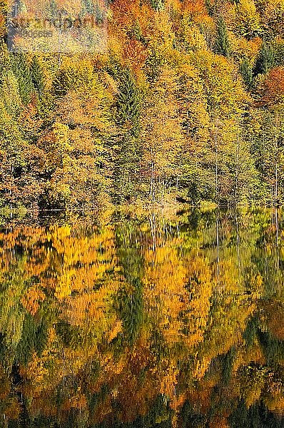 Herbst  bunter Laubwald  Spiegelung im See  Nussensee  Salzkammergut  Oberösterreich  Österreich  Europa