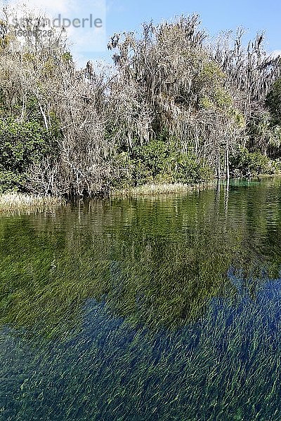 Flusslandschaft  Schilf unter Wasser  Bäume mit Spanischem Moos oder (Tillandsia usneoides)  Rainbow River  Rainbow Springs State Park  Dunnelon  Florida  USA  Nordamerika