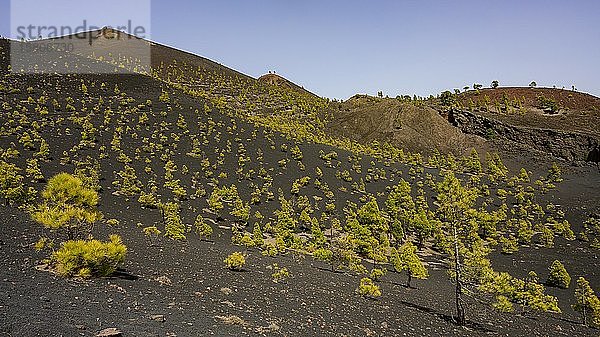 Landschaft an der Baumgrenze zum Vulkan Martin auf dem Wanderweg Ruta de los Vulkanes  La Palma  Kanarische Inseln  Spanien  Europa