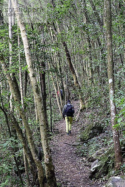 Wanderer gehen auf dem Weg durch einen Wald in der Nähe von Tilos; La Palma; Kanarische Inseln; Spanien