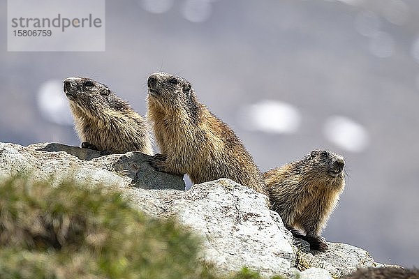 Drei Murmeltiere (Marmota marmota)  Nationalpark Hohe Tauern  Kärnten  Österreich  Europa