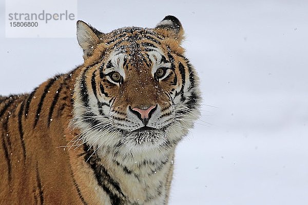 Sibirischer Tiger (Panthera tigris altaica)  erwachsen  in Gefangenschaft  im Winter  im Schnee  Porträt  Montana  Nordamerika  USA  Nordamerika