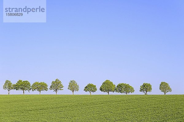 Ahorn (Acer)  Baumreihe in der Kulturlandschaft  im Frühling  blauer Himmel  Nordrhein-Westfalen  Deutschland  Europa