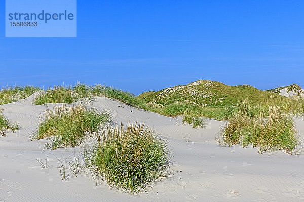 Dünen auf der Insel Amrum  Nordsee  Nordfriesische Insel  Schleswig-Holstein  Deutschland  Europa