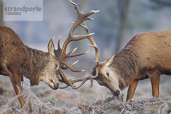 Rothirsch (Cervus elaphus)  zwei erwachsene Hirsche kämpfen an einem frostigen Morgen  Surrey  England  Vereinigtes Königreich  Europa