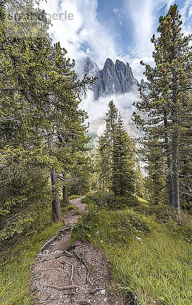 Wanderweg im Wald  hinter Sass Rigais  Parco Naturale Puez Geisler  Südtirol  Italien  Europa