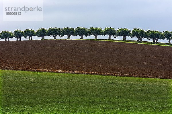 Holländische Lindenallee (Tilia × europaea) am Schloss Bothmer  Mecklenburg-Vorpommern  Deutschland  Europa