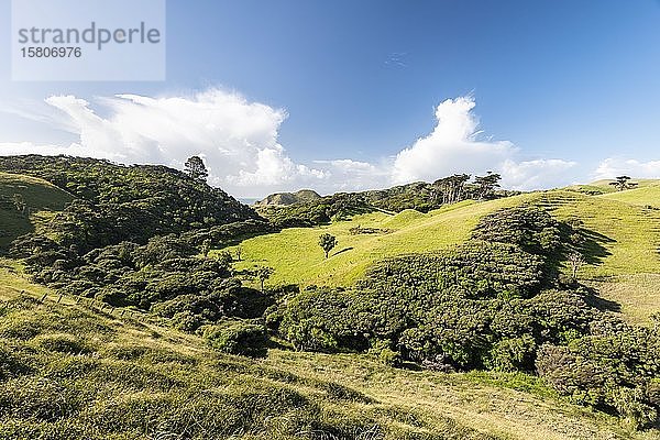 Sanfte Hügel  Schafweiden  nahe Farewell Spit  Golden Bay  Südland  Neuseeland  Ozeanien