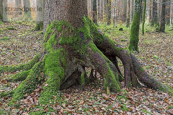 Tiefgrüne moosbewachsene Bäume am Langbathsee  Ebensee am Traunsee  Oberösterreich  Österreich  Europa