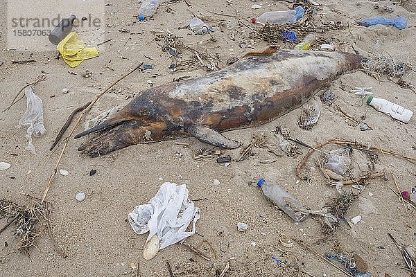 Ein toter Delfin  der an den Sandstrand gespült wurde  ist von Plastikmüll  Flaschen  Plastiktüten und anderem Plastikmüll umgeben  Plastikverschmutzung im Meer tötet Meerestiere  Schwarzes Meer  Odessa  Ukraine  Europa