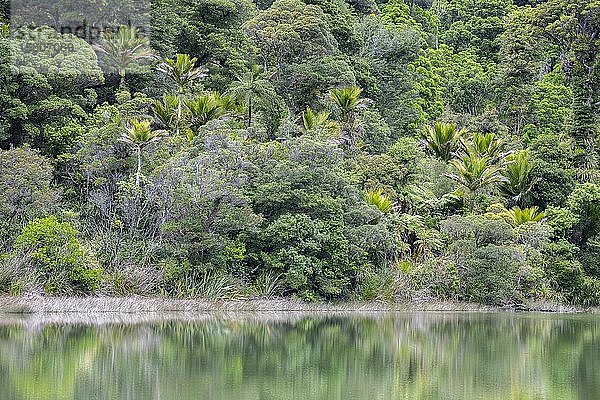 Subtropischer Regenwald  Kahurangi National Park  Anatori  Tasman  Südinsel  Neuseeland  Ozeanien