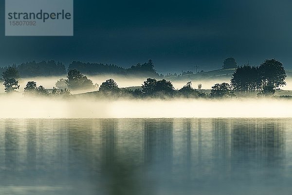 Forggensee mit kleiner Baumgruppe im Nebel  Füssen  Schwaben  Bayern  Deutschland  Europa