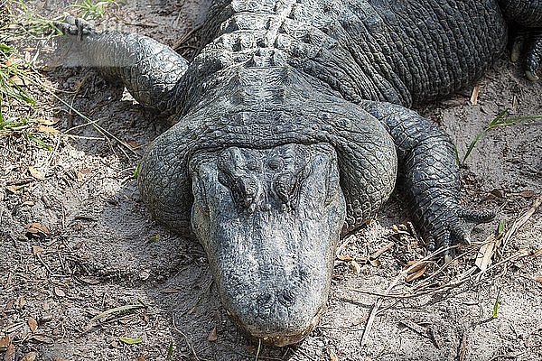 Der amerikanische Alligator (Alligator mississippiensis) befindet sich in Sand  in Gefangenschaft  St. Augustine Alligator Farm Zoological Park  St. Augustine  Florida  USA  Nordamerika