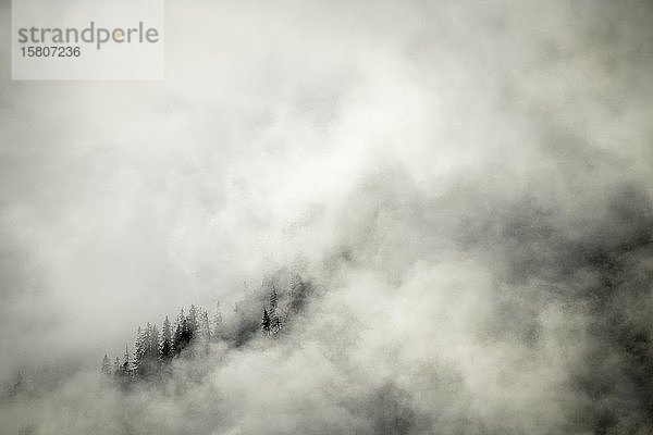 Herbstwald mit Nebel  Lenggries  Oberbayern  Deutschland  Europa