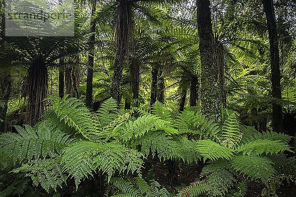 Farne und subtropischer Regenwald  Punakaiki  Paparoa National Park  Westküste  Südinsel  Neuseeland  Ozeanien