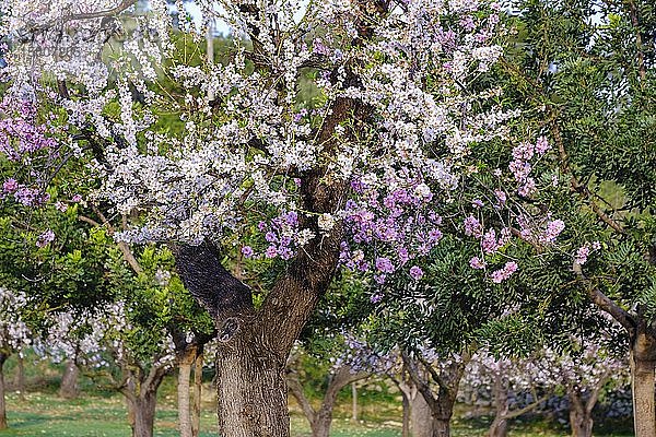Mandelblüte  weiß und rosa blühende Mandelbäume  bei Selva  Mallorca  Balearen  Spanien  Europa
