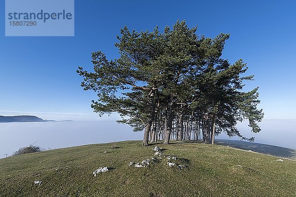 Kiefernwäldchen auf einem Hügel bei Owen  Schwäbische Alb  Baden-Württemberg  Deutschland  Europa