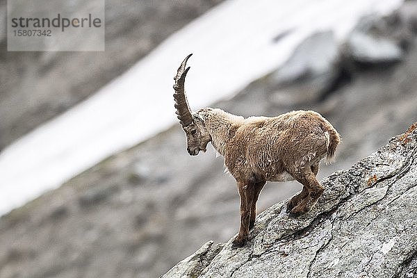 Alpensteinbock (Capra Ibex) in Felswand  Nationalpark Hohe Tauern  Kärnten  Österreich  Europa