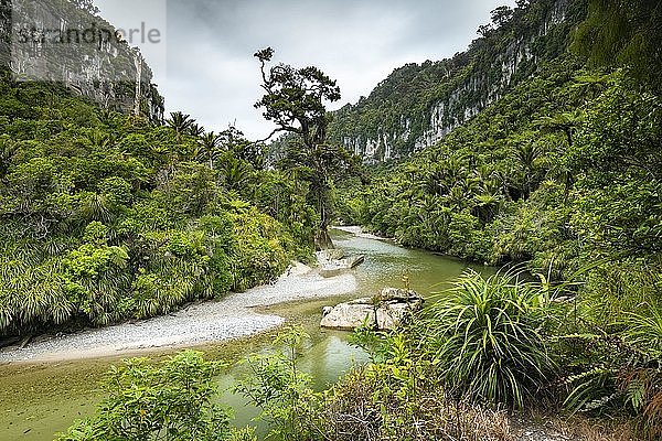 Pororari River  Pororari River Track  Punakaiki  Paparoa National Park  Westküste  Südinsel  Neuseeland  Ozeanien