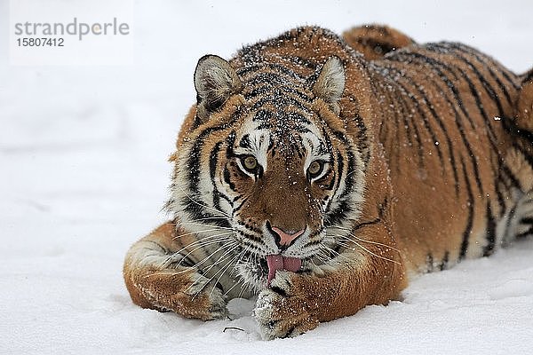 Sibirischer Tiger (Panthera tigris altaica)  erwachsen  in Gefangenschaft  im Winter  im Schnee  Porträt  Montana  Nordamerika  USA  Nordamerika