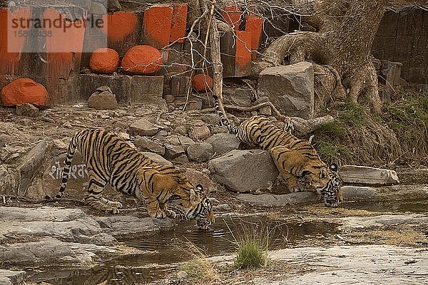 Zwei wilde Tiger (Panthera tigris tigris) trinken Wasser aus einer Felsenpfütze in der Nähe eines Hindu-Tempels  Ranthambore National Park  Rajasthan  Indien