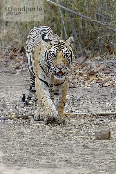 Bengalischer Tiger (Panthera tigris tigris)  Jungtier auf einem Waldweg  Bandhavgarh National Park  Madhya Pradesh  Indien  Asien