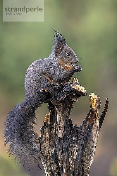 Rotes Eichhörnchen (Sciurus vulgaris)  sitzt auf einer Wurzel und frisst  Tirol  Österreich  Europa