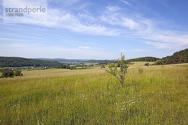 Mittelgebirgslandschaft mit blühenden Wiesen  Ehringshausen  Hessen  Deutschland  Europa