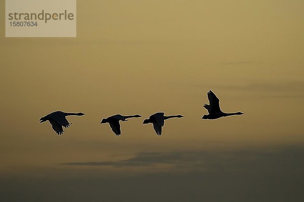 Singschwäne (Cygnus cygnus)  vier erwachsene Vögel im Flug  Silhouette bei Sonnenaufgang  Cambridgeshire  England  Vereinigtes Königreich  Europa