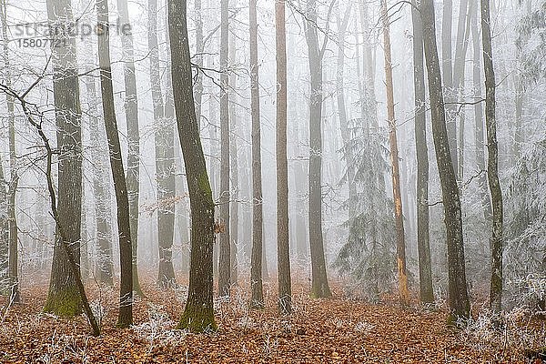 Mischwald mit Raureif im Nebel  Limbach  Burgenland  Österreich  Europa