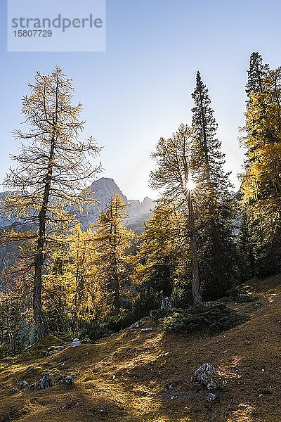 Herbstfärbung  gelbe Lärchen am Seebensee  im Rücken der Sonnenspitze  Ehrwald  Mieminger Kette  Tirol  Österreich  Europa