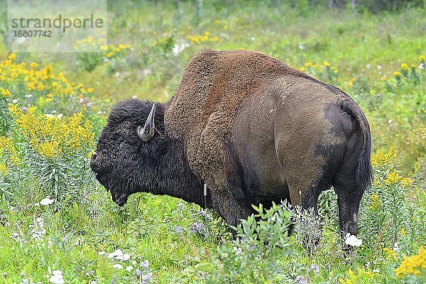 Nordamerikanischer Waldbison (Bison bison athabascae)  männlich  stehend im Gras  Liard Trail  Nordwest-Territorien  Kanada  Nordamerika
