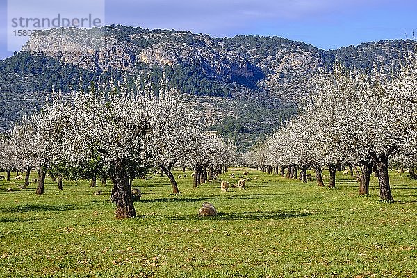 Mandelblüte  blühende Mandelbäume  Mandelplantage mit Schafen bei Bunyola  Serra de Tramuntana  Mallorca  Balearische Inseln  Spanien  Europa