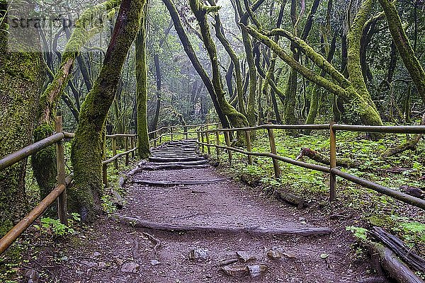 Waldweg im Lorbeerwald  Laguna Grande  Nationalpark Garajonay  La Gomera  Kanarische Inseln  Spanien  Europa
