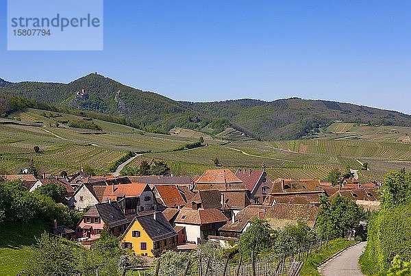 Weinanbaugebiet an der Elsässer Weinstraße  Hunawihr  Elsass  Frankreich  Europa
