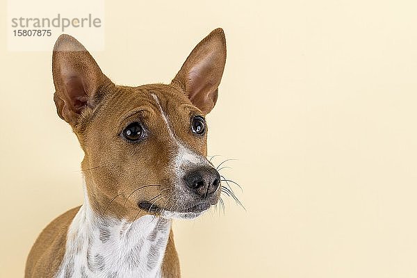 Basenji oder Kongo Terrier (Canis lupus familiaris)  weiblich  4 Jahre  rot-weiß  Tierportrait  Studioaufnahme  heller Hintergrund  Österreich  Europa