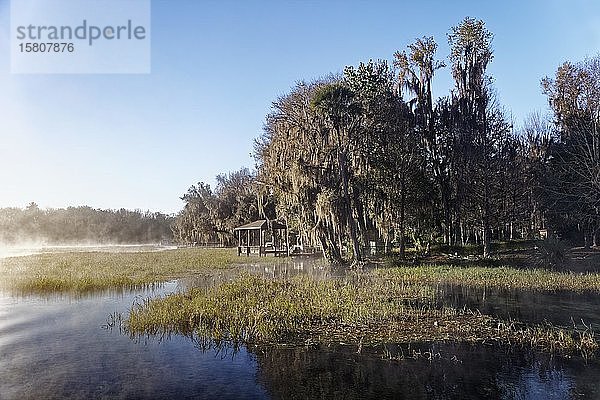 Flusslandschaft mit Schilf  Anlegestelle  Bäume mit Spanischem Moos oder (Tillandsia usneoides)  Rainbow River  Rainbow Springs State Park  Dunnelon  Florida  USA  Nordamerika