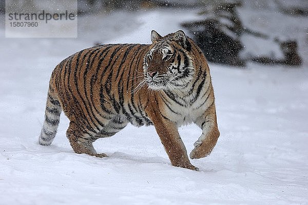 Sibirischer Tiger (Panthera tigris altaica)  erwachsen  in Gefangenschaft  im Winter  im Schnee  auf der Pirsch  Montana  Nordamerika  USA  Nordamerika