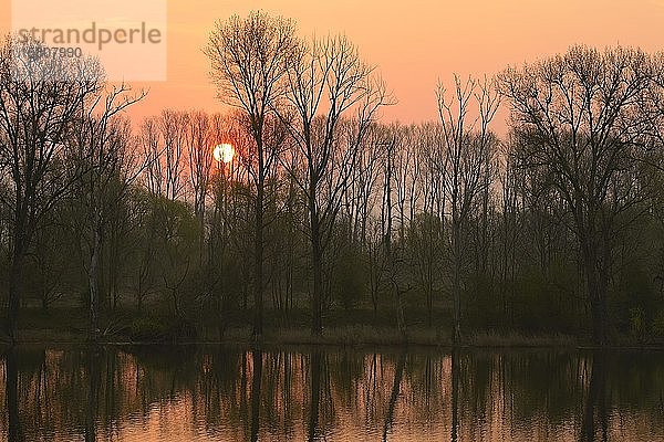 Bäume am Alten Rhein bei Sonnenaufgang im Frühling  Niederrhein  Nordrhein-Westfalen  Deutschland  Europa