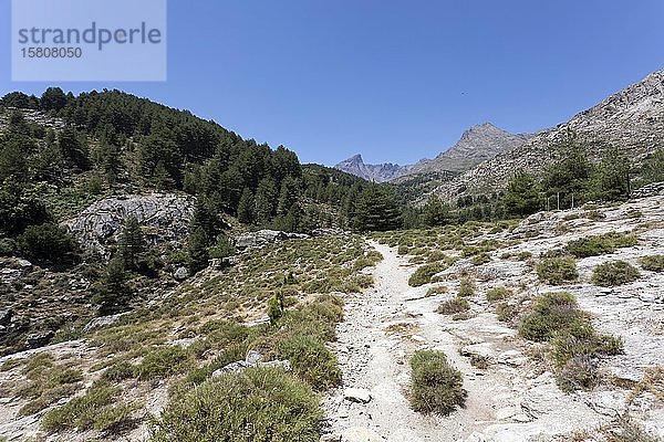 Wanderweg auf ehemaligen Saumpfaden in den Bergen von Korsika  Albertacce  Korsika  Frankreich  Europa
