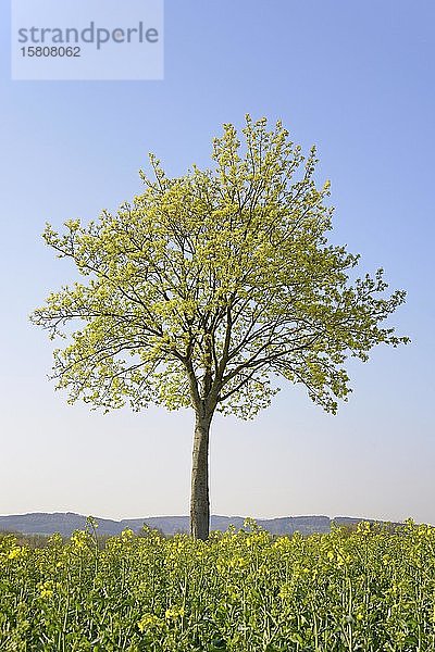 Ahorn (Acer)  Solitärbaum im Frühling mit blauem Himmel auf einem Rapsfeld (Brassica napus)  Blütezeit  Nordrhein-Westfalen  Deutschland  Europa